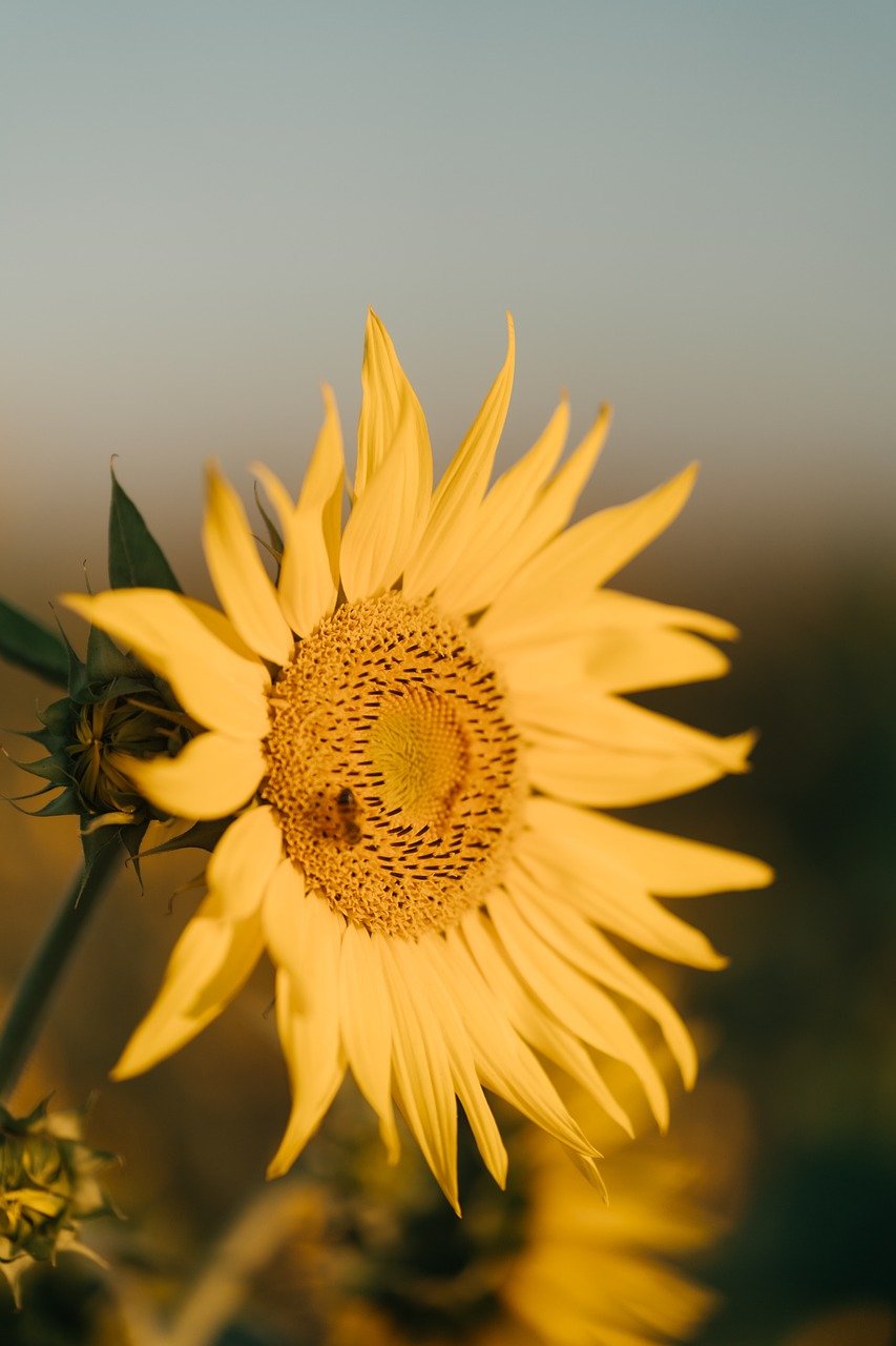 Access to Eco-Friendly Pest Control Products​