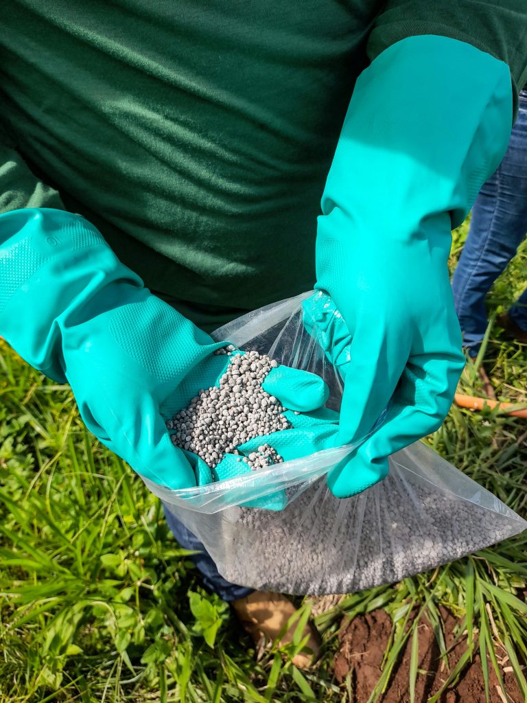 Close-up of a farmer holding fertilizer granules in green gloves in a rural field.