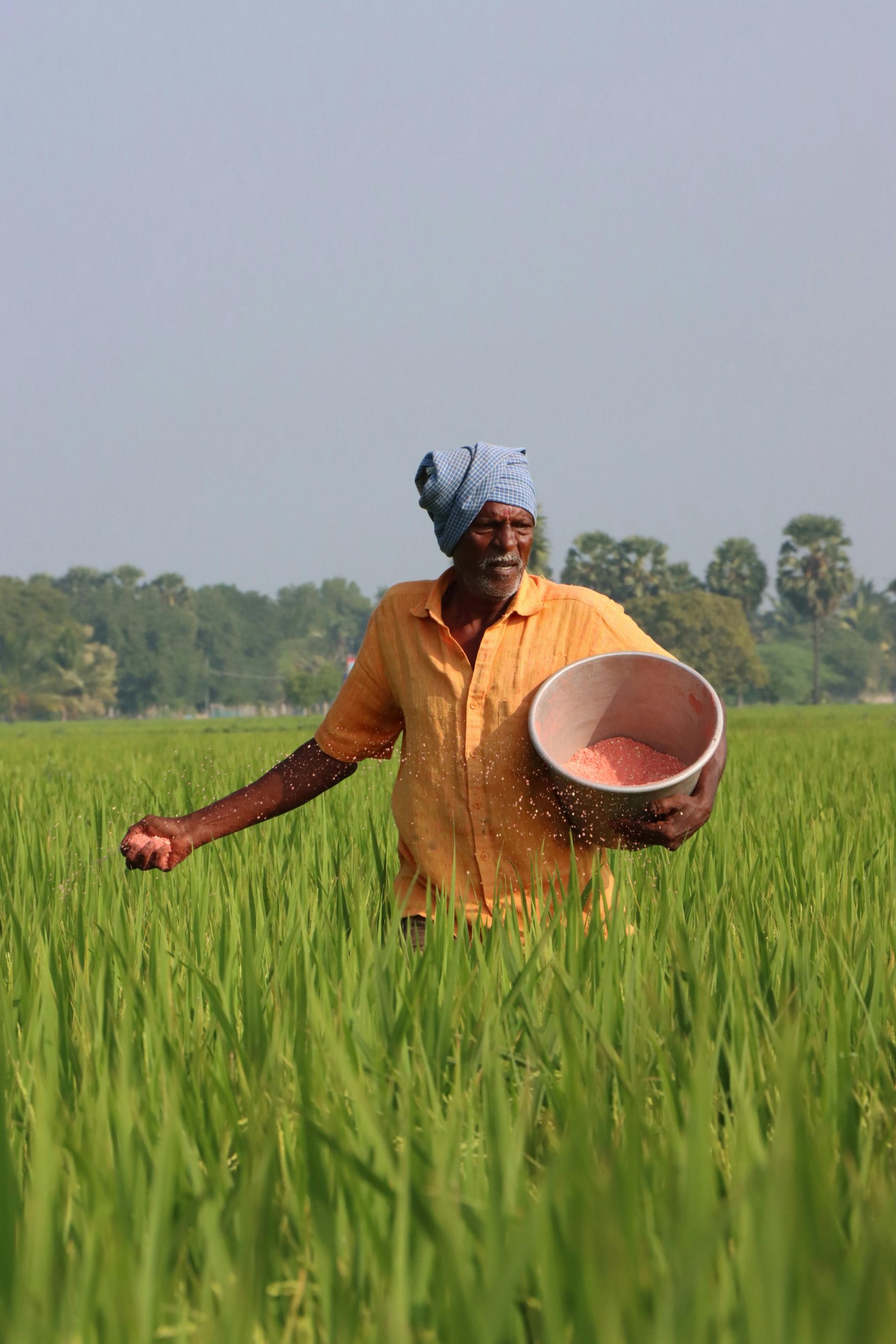 An adult male farmer spreading fertilizer in a rice field, showcasing traditional farming techniques outdoors.